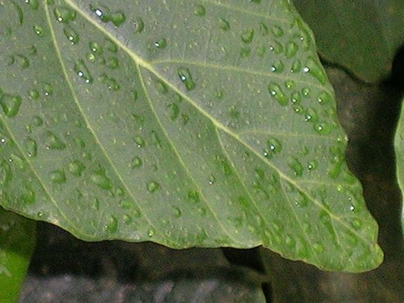 Dew_on_leaf by Formulax         Taken from Wikimedia Commons
