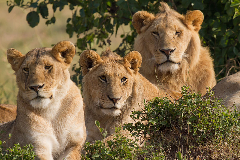 Lions_Family_Portrait_Masai_Mara by Benh LIEU SONG